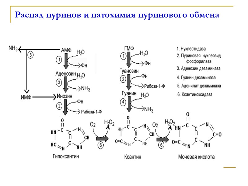 Распад пуринов и патохимия пуринового обмена